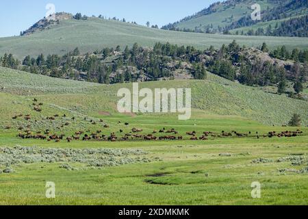 Bison Buffalo pascolava sulle colline della Lamar Valley nella primavera del 2024 a Yellowstone Foto Stock