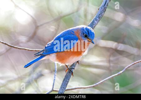 Un Bluebird orientale si trova su un ramo d'albero in un pomeriggio mite a metà inverno nel Massachusetts orientale. Foto Stock