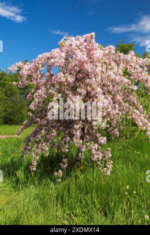 Malus "Louisa" - albero di crabapple con fiori rosa e bianchi in primavera, Giardino Botanico di Montreal, Quebec, Canada. Foto Stock