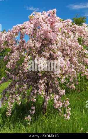 Malus "Louisa" - albero di crabapple con fiori rosa e bianchi in primavera, Giardino Botanico di Montreal, Quebec, Canada. Foto Stock