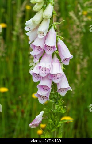 Fiori tubulari comuni di foxglove rosa pallido (digitalis purpurea) che fioriscono all'inizio dell'estate in un prato. Biennale, adatto agli impollinatori e resistente ai cervi. Foto Stock