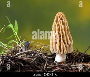 Particolare di un fungo morel giallo, o dorato, Morchella esculenta, comune in alcune zone in tutti gli Stati Uniti. Foto Stock