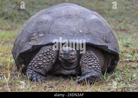 Galapagos Tortoise, Chelonoidis Niger, nelle Isole thGalápagos, Ecuador. Foto Stock