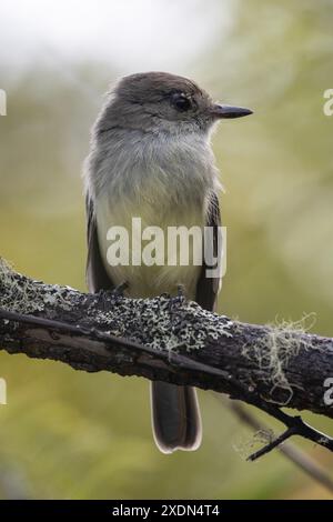 Un Flycatcher delle Galapagos, o un Flycatcher di grandi dimensioni, Myiarchus Magnirostris, nelle Isole Galápagos, Ecuador. Foto Stock