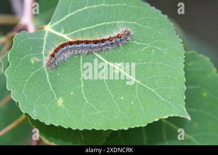 Tenda sud-occidentale Caterpillar Moth (incurva di Malacosoma) Foto Stock