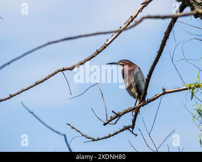 Un airone verde si erge in alto su un albero, sagomato contro il cielo blu, i suoi occhi acuti perlustrano il paesaggio alla ricerca di prede. Foto Stock