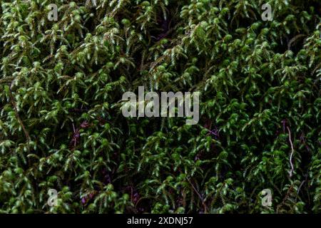 Primo piano della vita vegetale in Tennessee Foto Stock