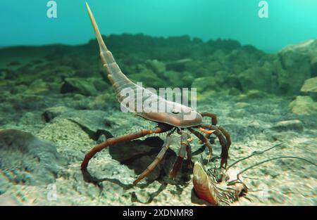 Un'illustrazione dell'eurypterid Kokomopterus estinto che ha scavato un trilobite morto su un fondale marino Siluriano 418 milioni di anni fa. Foto Stock