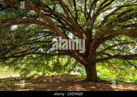 Scopri la bellezza serena di un maestoso albero di quercia risalente a 100 anni fa presso il lago Lady Bird di Austin, Texas. Questo albero presenta un tronco spesso e un'ampia tettoia. Foto Stock