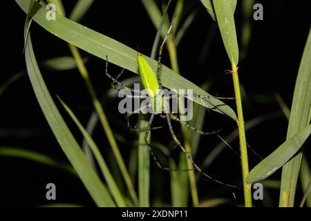 Ragno lince verde (Peucetia sp.) Foto Stock