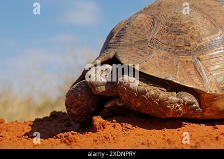 Ritratto di una tartaruga leopardata (Stigmochelys pardalis) in habitat naturale, Sud Africa Foto Stock