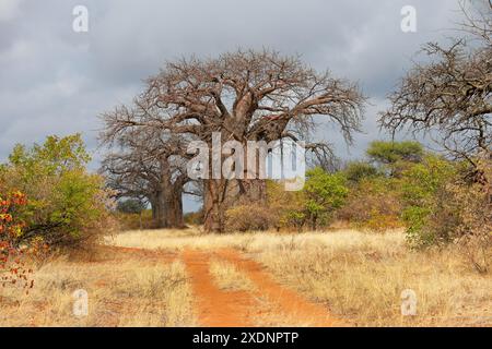 Grandi alberi di baobab nella savana di mopane durante la stagione secca, provincia di Limpopo, Sudafrica Foto Stock