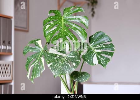 Splendida pianta tropicale "Monstera Deliciosa Thai Constellation" con foglie varigate spolverate bianche Foto Stock