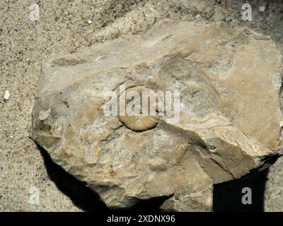 Lastra di pietra con ricci di mare pietrificati. Una trama nella storia marina e nei tesori scientifici. Perfetto per i collezionisti Foto Stock