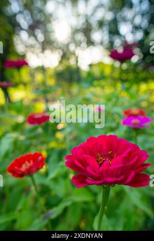 Bellissime zinnie multicolore. Letto di fiori di Zinnia. Zinnie in piena fioritura. Foto Stock