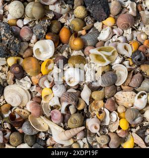 Dettaglio closeup della miscela colorata di piccole conchiglie, Queens Bay, Colonsay, Regno Unito Foto Stock