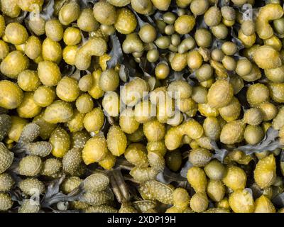 Primo piano delle alghe Fucus spiralis (Spiral Wrack) che mostrano strutture/corpi riproduttivi, Scozia, Regno Unito Foto Stock