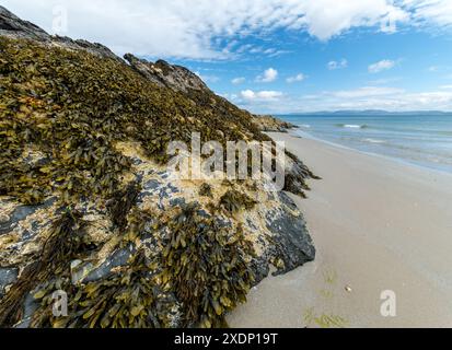 Spiaggia sabbiosa con rocce coperte di barnacle e alghe a Port a Chapuill sulla remota isola Ebridea di Colonsay a giugno, Scozia, Regno Unito Foto Stock