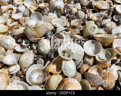 Masse di conchiglie di gazzetti e caramelle sulla spiaggia di Ardskenish, Colonsay, Scozia, Regno Unito Foto Stock