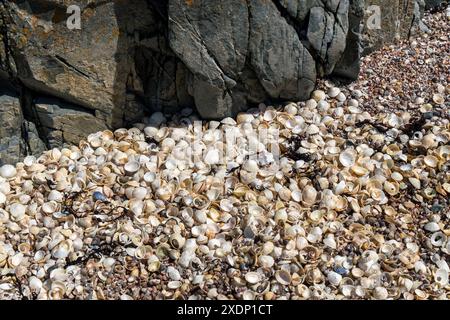 Masse di conchiglie di gazzetti e caramelle sulla spiaggia di Ardskenish, Colonsay, Scozia, Regno Unito Foto Stock