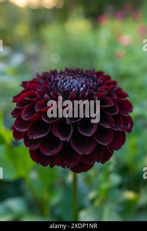 Jowey Mirella dahlia fiore. Splendida varietà di palle Bordeaux scuro dahlia da vicino. Foto Stock