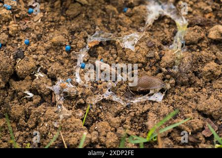 Pellet di lumache. Utilizzare pellet di controllo delle lumache blu in giardino per evitare danni alle piante causati da lumache e lumache. Foto Stock