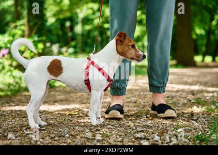 Una donna passeggia con il suo cane Jack Russell terrier nel parco estivo, lo conduce al guinzaglio. Animale domestico carino al mattino a piedi. La donna con il suo animale domestico si diverte all'aperto Foto Stock