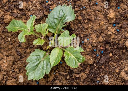 La giovane pianta di dahlia è danneggiata da lumache. Foglie di fiori masticate da lumache. Utilizzo di pellet di controllo delle lumache in giardino. Foto Stock