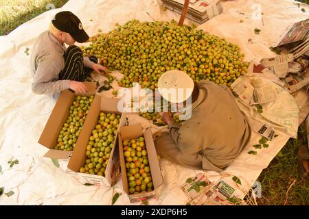 Srinagar, India. 23 giugno 2024. A Srinagar, Kashmir, India, il 23 giugno 2024: In Kashmir, un uomo locale smista e confeziona con cura le albicocche in scatole, classificandole per colore e dimensioni, in mezzo a un cumulo di frutta appena raccolta. Foto di Danish Showkat/Sipa USA credito: SIPA USA/Alamy Live News Foto Stock