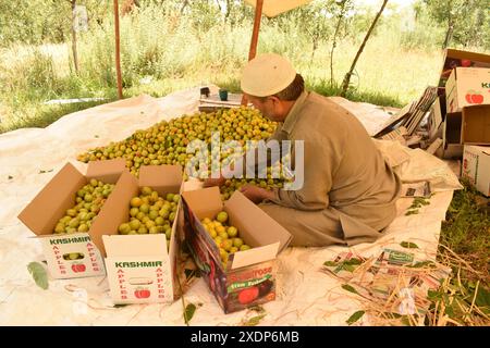 Srinagar, India. 23 giugno 2024. A Srinagar, Kashmir, India, il 23 giugno 2024: In Kashmir, un uomo locale smista e confeziona con cura le albicocche in scatole, classificandole per colore e dimensioni, in mezzo a un cumulo di frutta appena raccolta. Foto di Danish Showkat/Sipa USA credito: SIPA USA/Alamy Live News Foto Stock