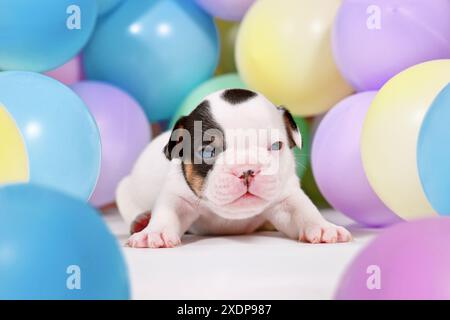 Simpatico cucciolo di cane Bulldog francese tinto tra palloncini colorati Foto Stock