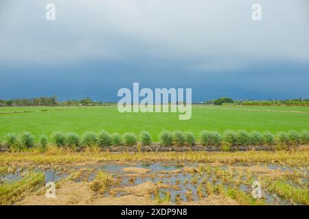 Ampio campo panoramico di riso verde con tempesta nuvolosa stagione delle piogge cielo scuro e umido. Foto Stock