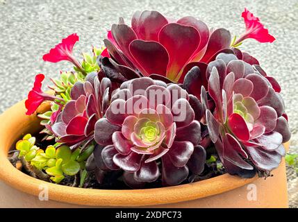 Fioritura vegetale vivace e succulenta in pentola di terracotta con fiori colorati Foto Stock