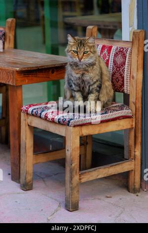 Il gatto sta posando su un tradizionale tappeto turco e sui cuscini. Presa nei pressi della regione Eminonu di Istanbul, Turchia Foto Stock