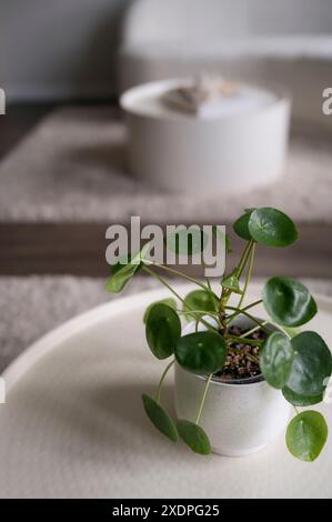 Primo piano di piante in vaso su un tavolo bianco nel moderno soggiorno. Foto Stock