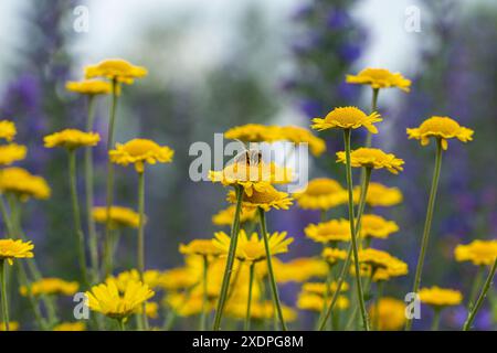 fiori gialli luminosi nel prato estivo, un'ape siede su un fiore Foto Stock