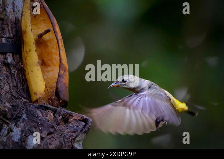 primo piano di un fioraio con panciotto arancione su sfondo sfocato Foto Stock