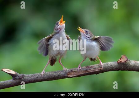 Uccellino in cerca di cibo Foto Stock