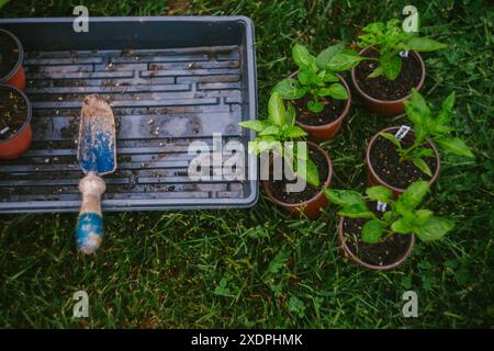 Piantare tavoli di verdure nello Spring Garden Foto Stock