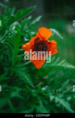 Fiori e boccioli di papavero arancione nel giardino Foto Stock