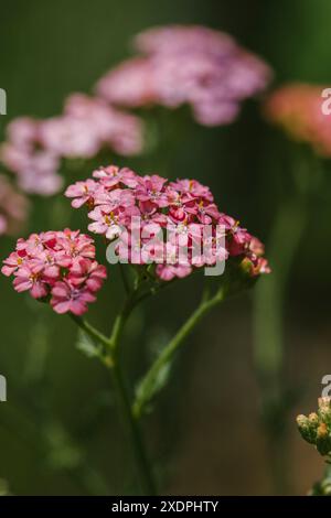 Delicate piante di Yarrow rosa nel giardino Foto Stock