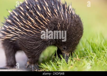 Primo piano di un Echidna che si forgia nell'erba Foto Stock