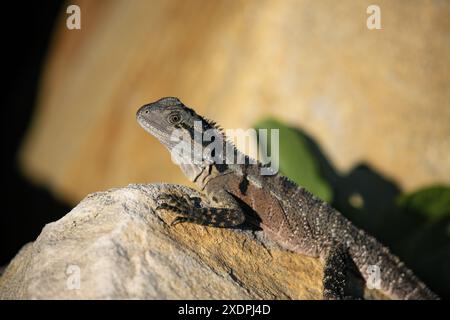 Primo piano di una lucertola arroccata su una roccia al sole Foto Stock