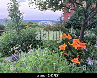 Gialli e giardino di fronte al Daniel Carter Beard Bridge, Cincinnati Foto Stock