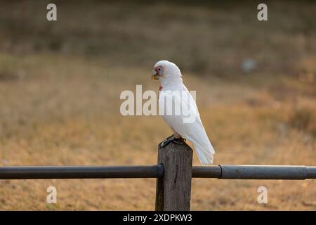 Cockatoo Corella a becco lungo su fondo erboso in legno Foto Stock