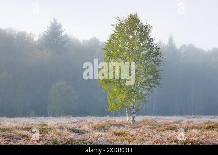 GEOGRAFIA / VIAGGIO, SVIZZERA, USO-NON-ESCLUSIVO-PER-BIGLIETTI-BIGLIETTI-DI-AUGURI-PIEGHEVOLI-USO-CARTOLINA Foto Stock