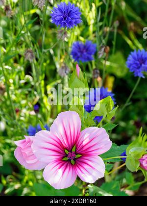 Il mosto di malto a fiore grande (Malope trifida) e i fiori di mais crescono selvaggi sul lato di una strada trafficata nel nord del wiltshire Foto Stock