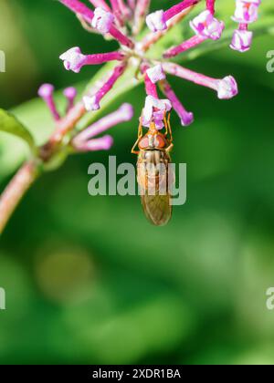 L'hoverfly Commoi (Rhingia campestris) devia su piccoli fiori rosa Foto Stock