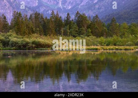 Geografia / viaggi, Austria, alta Austria, Gruenau im Almtal, lungolago riflettente in Almsee , ADDITIONAL-RIGHTS-CLEARANCE-INFO-NOT-AVAILABLE Foto Stock