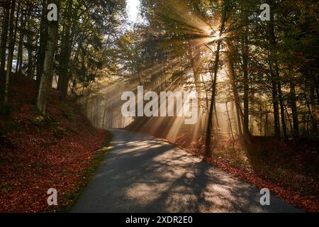 Geografia / viaggi, Austria, Burgenland, strada che attraversa la foresta autunnale con raggi solari, ULTERIORI DIRITTI-CLEARANCE-INFO-NON-DISPONIBILI Foto Stock